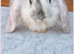 Beautiful French Lop Babies