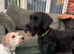 5/6 month old female Black Russian terrier