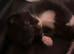 2 kittens for sale