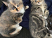 Have 2 fur baby&rsquo;s looking for there forever home