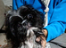 Pretty male pugzu puppy