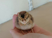 Cream legbar hatching eggs