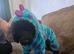 Female miniature poodle