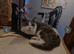 Archi looking for forever home