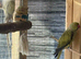 3 pairs ringnecks