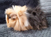 2 Guinea pig girls