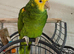 Amazon parrot