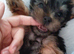 Puppy for sale