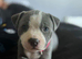 Adorable gorgeous puppies