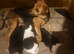 Beautiful jack Russell puppies ready to leave Sunday
