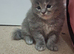Kitten.... maine coon x ragdolls