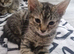 5 kittens ready to leave