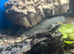 Baby dwarf sungazer lizards