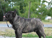 International Champion French Bulldog Available for Stud