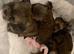 Beautiful Shi tzu puppies