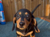 Lovely Well Bred Miniature Dachshund Pups Ready Now!