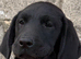 Labrador pups from working lines