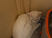 nearly 6 months old female kitten