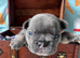 Blue french bull dog pups