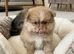 Pomeranian puppies