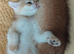 Beautiful Golden kittens
