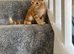 Lovely kittens ready for new home