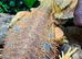 Adult Male Orange Citrus Blue Bar Proven Breeder Bearded Dragon