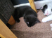 8 week old kittens for sale