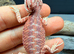 Red Monster &times; Blue Bar Baby Bearded Dragons &pound;240 (reduced)