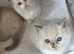 Amazing blue point kittens for sale