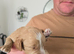 Puppies for sale