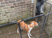 Saluki greyhound