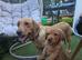 Milromali labradors bred for health and temperament