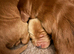Beautiful red cockapoo puppies