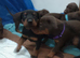 Dobermann puppies