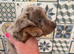 Dachshund dapple Isabella puppies