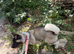 Beautiful American Akita pup
