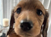 Long haired  miniature daxi pups