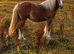 Stunning Traditional Cob Mare