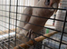 Cockatoo Glasgow