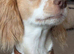 Spaniel pup for sale