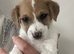 @@HANDSOME BOY JACKAPOO 8 WEEKS@@