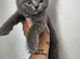Beautiful Blue British Shorthair Kitten
