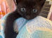 3 lovslt kittens