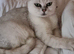 Beautiful British shorthair