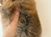 Kc Pomeranians puppies
