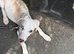 Dalmatian cross puppy looking for forever home
