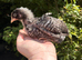4 Week old Cuckoo Maran chicks