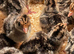 NORFOLK BRONZE /BLACK/WHITE DOUBLE BREASTED TURKEYS FOR SALE
