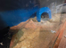 Scotts reptile rescue